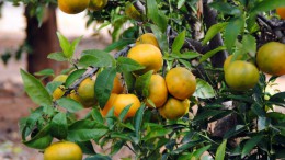 El PP intenta enmendar el acuerdo que permite importar naranja sudafricana