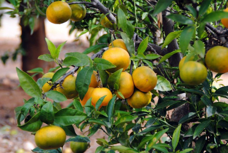 El PP intenta enmendar el acuerdo que permite importar naranja sudafricana