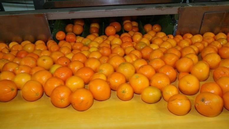 Naranjas en el proceso de manipulación en un almacén