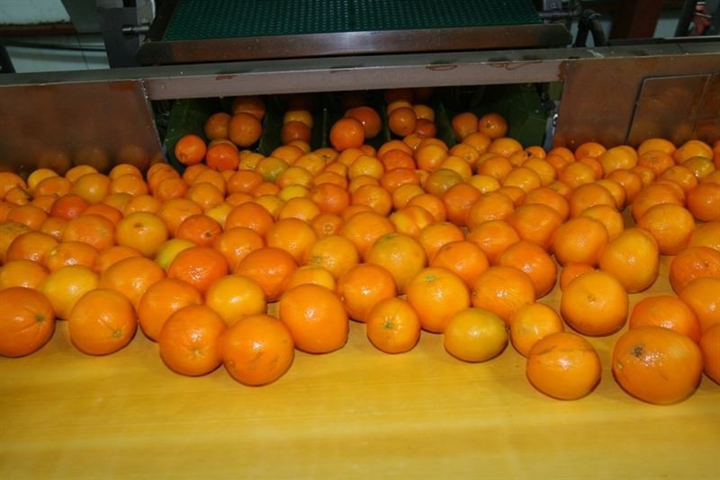 Naranjas en el proceso de manipulación en un almacén