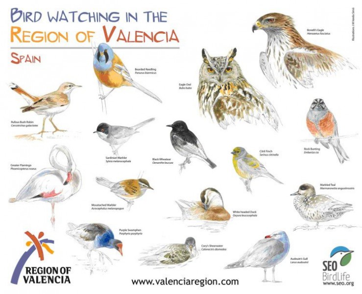 Birdwatching Valencia