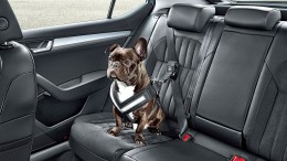 Škoda presenta su nueva gama de accesorios para llevar a tu mascota