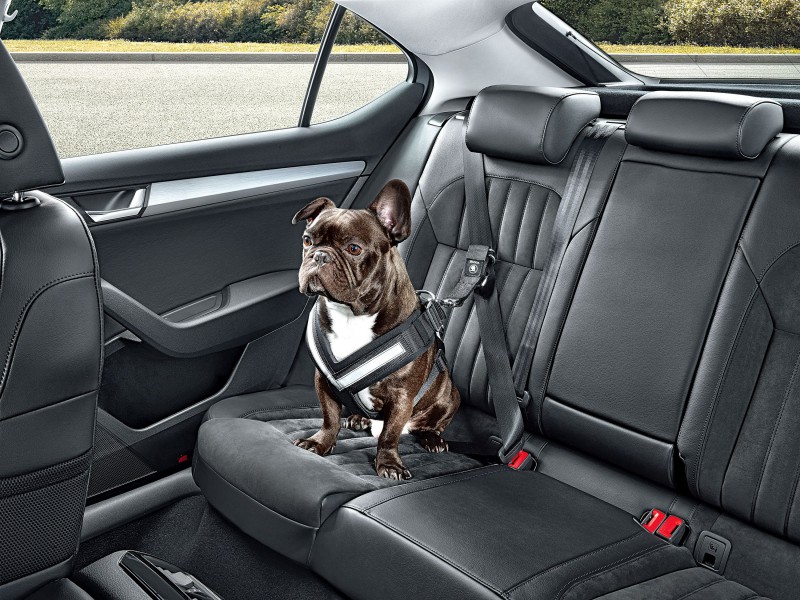 Škoda presenta su nueva gama de accesorios para llevar a tu mascota