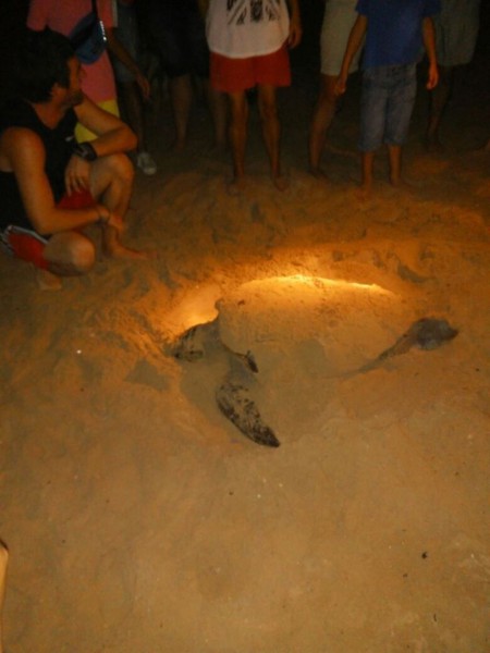 Tortuga boba en playa de Torrevieja