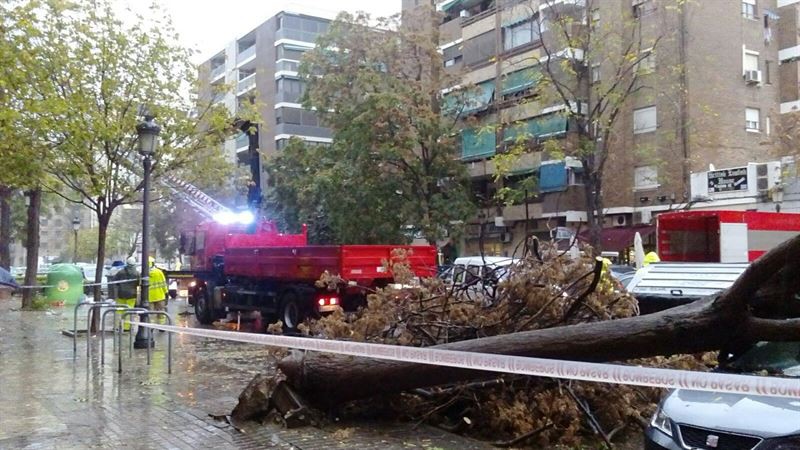 Intervención de los bomberos por la caída de un árbol