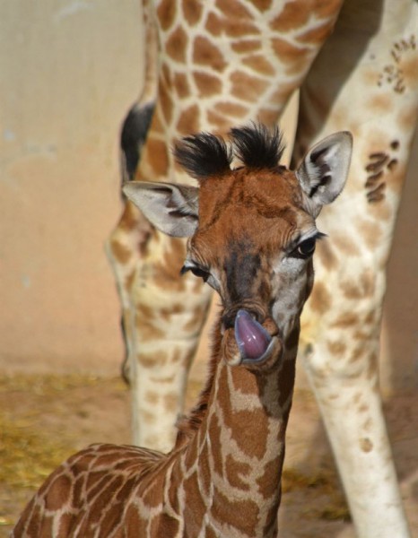 La jirafa nacida en el Bioparc