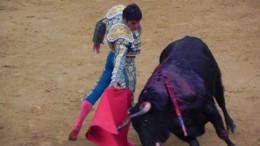 Cayetano torea en redondo a 'Jumito', toro de Juan Pedro Domecq en la última de Fallas 2016.