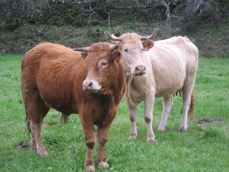 vacas libanesas