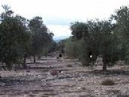 Un campo de olivos. La Unió reclama ayudas