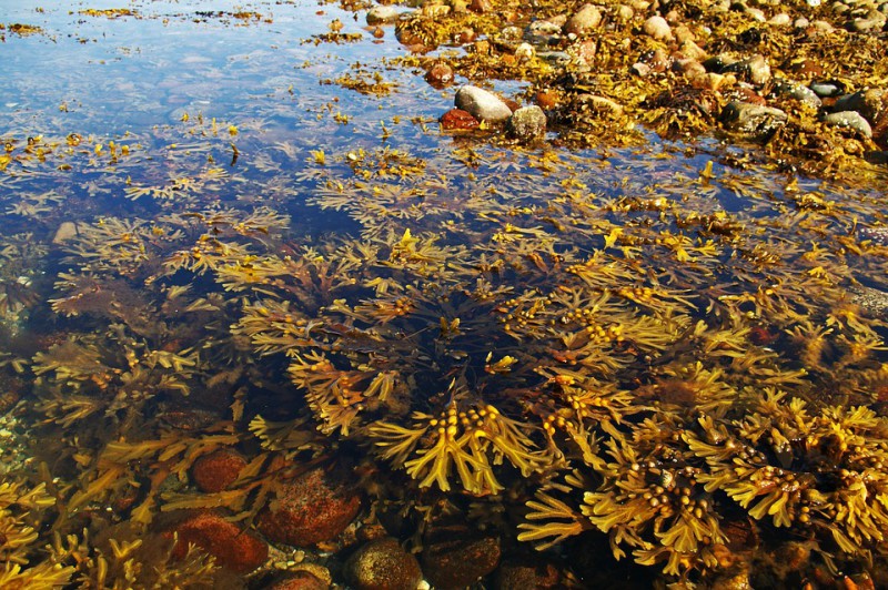 Algas marinas, el mejor aliado para un cerebro saludable