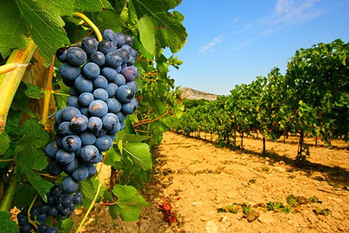 Los agricultores de Requena podrán plantar todo el viñedo para el cava que solicitaron en 2017